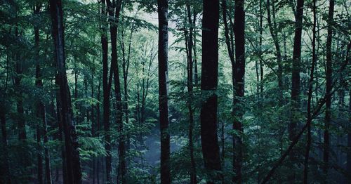 View of trees in forest