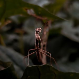 Close-up of insect on leaf