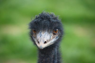 Close-up portrait of a bird