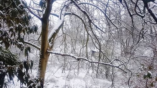 Bare trees on snow covered land