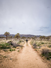 Man heading down path surrounded by joshua trees in desert