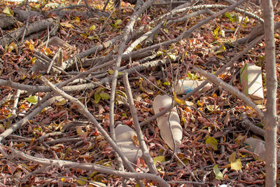 High angle view of twigs on field