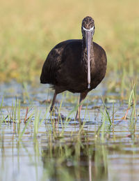 Duck in a lake