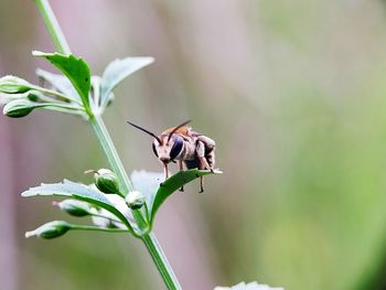 Close-up of bee pollinating flower