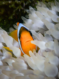 Close-up of fish swimming in tank