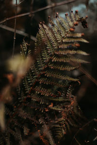 Close-up of leaves on tree