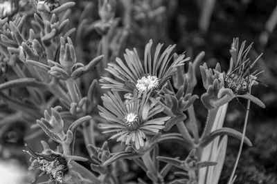 Close-up of flowering plants