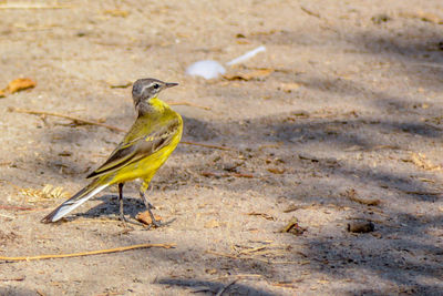 Yellow wagtail  perching on ground