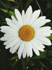 Close-up of white flower blooming outdoors