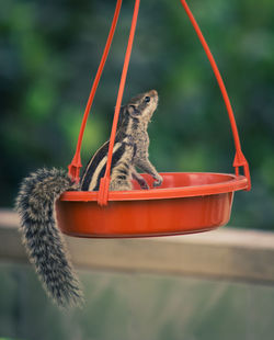 Close-up of squirrel on wooden surface