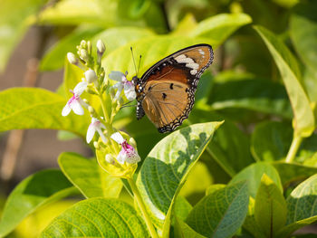 Close-up of butterfly pollinating on flower