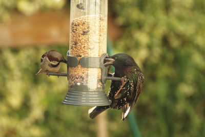 Close-up of bird perching on feeder