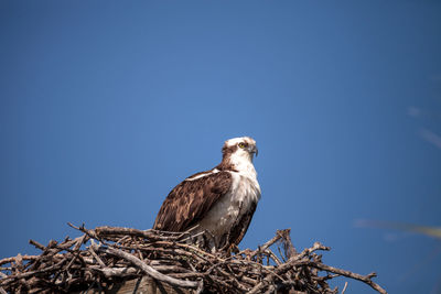 Low angle view of bird perching on nest against blue sky