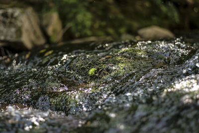 Close-up of wet rocks