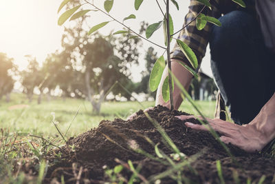 Midsection of person planting on field