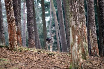 Deer in a forest