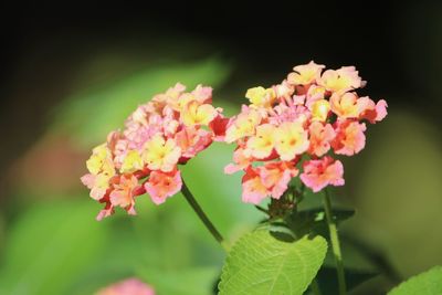 Close-up of pink flowering plant