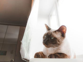 Close-up of a cat looking away