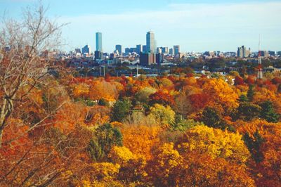 View of trees in city