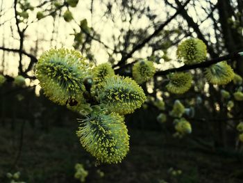 Close-up of green leaves on tree