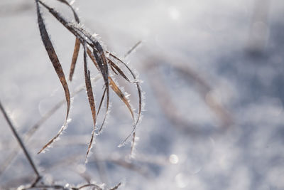 Close-up of frozen plant