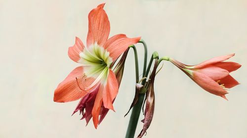 Close-up of white lily plant