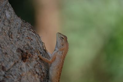 Close-up of a lizard on a tree