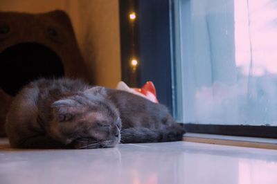 Close-up of a cat sleeping