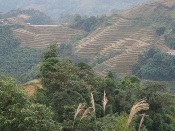 High angle view of trees on landscape