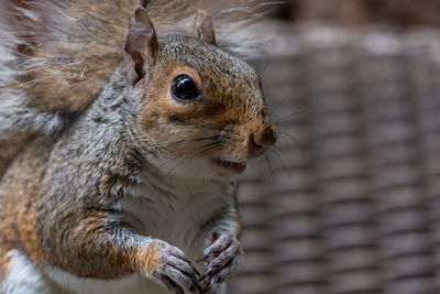 Close-up of squirrel