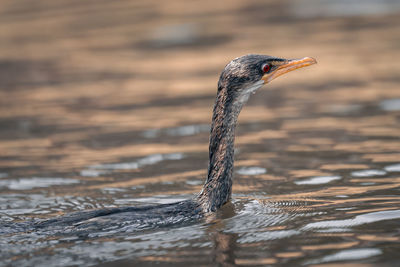 Close-up of bird in water
