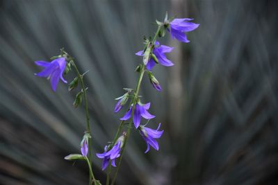 Close-up of purple flowering plant