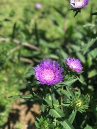 Close-up of purple thistle blooming outdoors