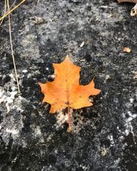 Close up of leaf