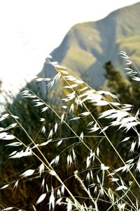 Close-up of plant