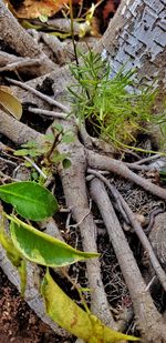 High angle view of tree roots on field