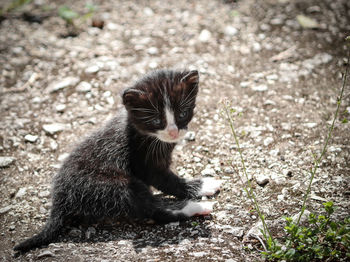 Cat sitting on field