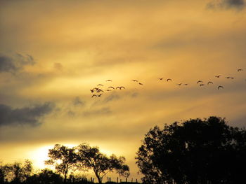 Low angle view of silhouette birds flying against sky during sunset