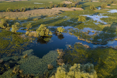 Flood in kopacki rit nature park, croatia