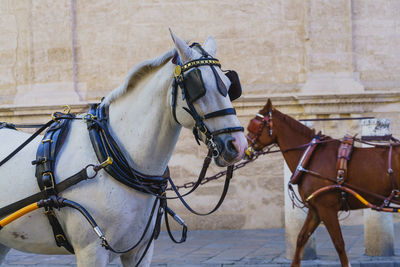 High angle view of man riding horse