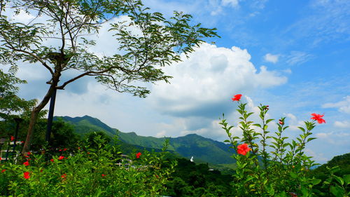 Scenic view of flowering plant against cloudy sky