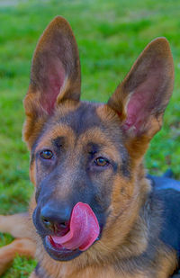 Close-up portrait of a dog