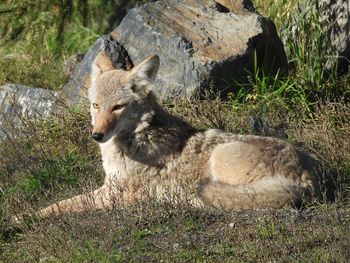 View of an animal on rock