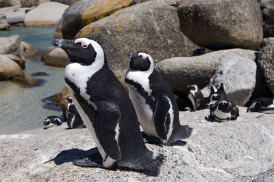 The african penguin colony on boulders beach near cape town, south africa