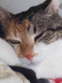 Close-up of cat sleeping on bed