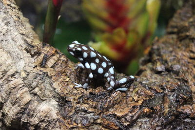 Close-up of butterfly on leaf