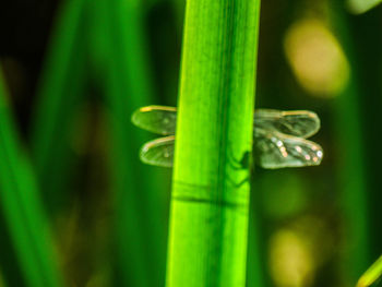 Close up of green plant