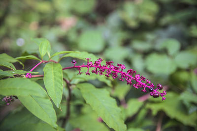 Close-up of pink flowers