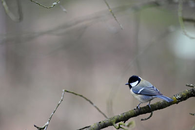 bird