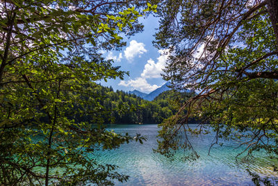 Scenic view of lake in forest